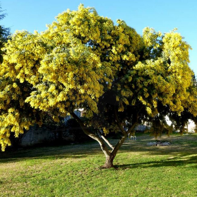Arvore Mimosa Amarela arvore-mimosa-amarela