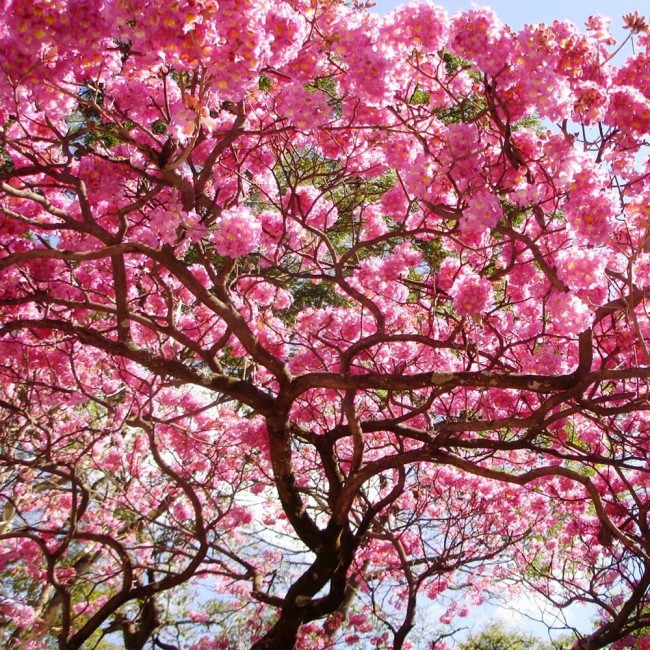 Paraiso das Árvores Ipê rosa Tudo em Árvores e Plantas Ornamentais e  Paisagismo