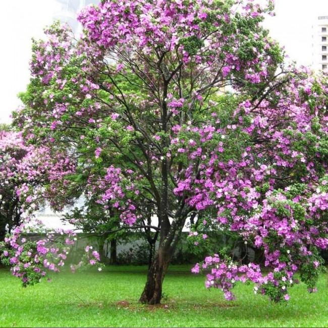 My Image 15
