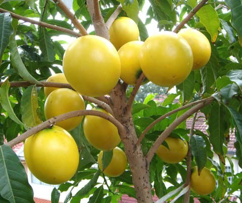 Abieiro - Pouteria caimito