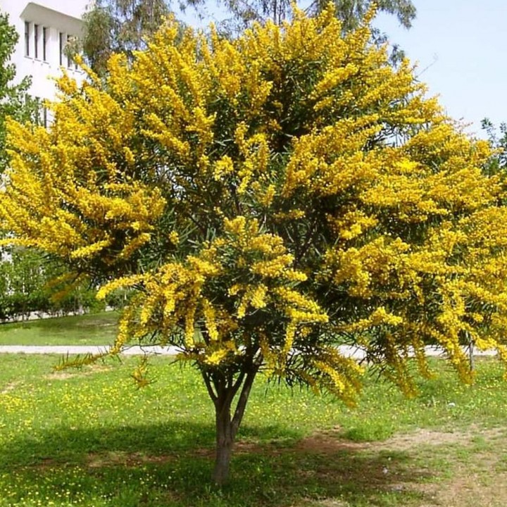 Paraiso das Árvores Acacia Mimosa - Acacia podalyriifolia Tudo em Árvores e  Plantas Ornamentais e Paisagismo