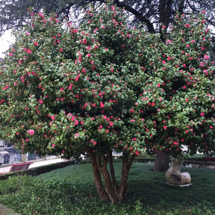 Paraiso das Árvores Camellia - Cameleira - Japoneira Tudo em Árvores e  Plantas Ornamentais e Paisagismo