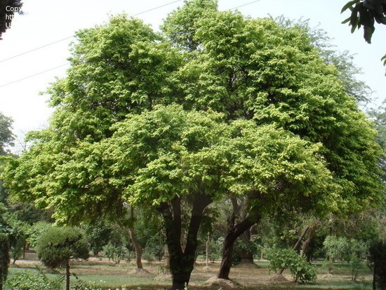 Caramboleira - Averrhoa carambola