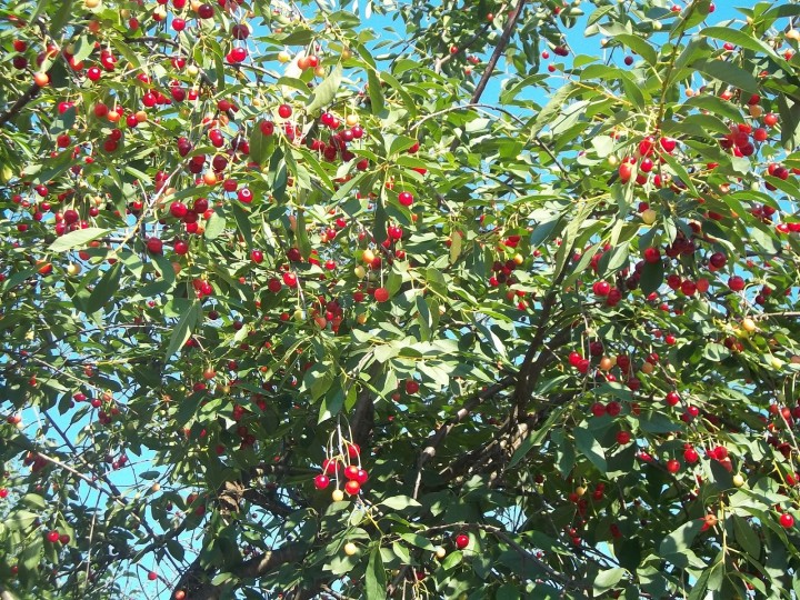 Cerejeira - Prunus subg. Cerasus