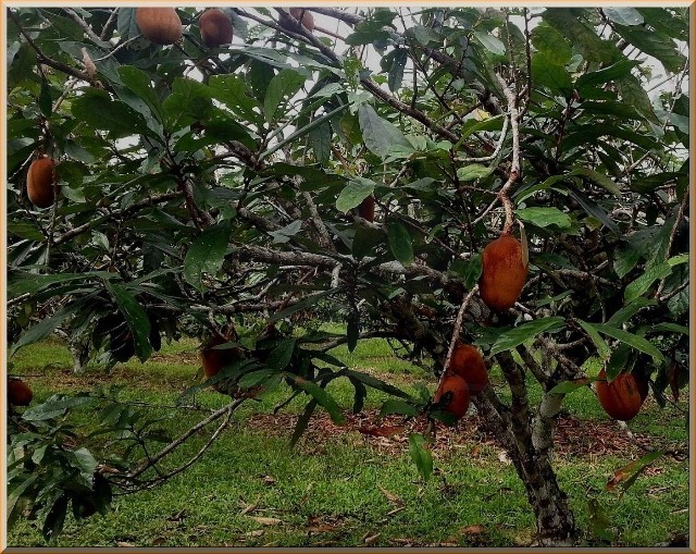 Cupuaçuzeiro - Theobroma grandiflorum