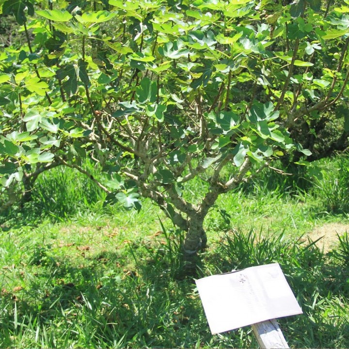 Figueira - Ficus