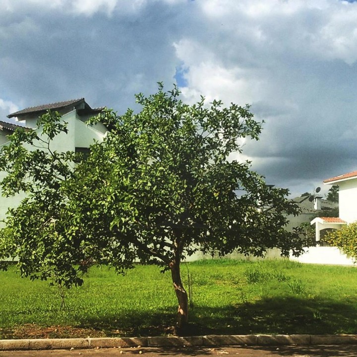 Goiabeira - Psidium guajava
