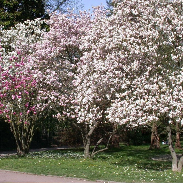 Magnólia - Magnolia