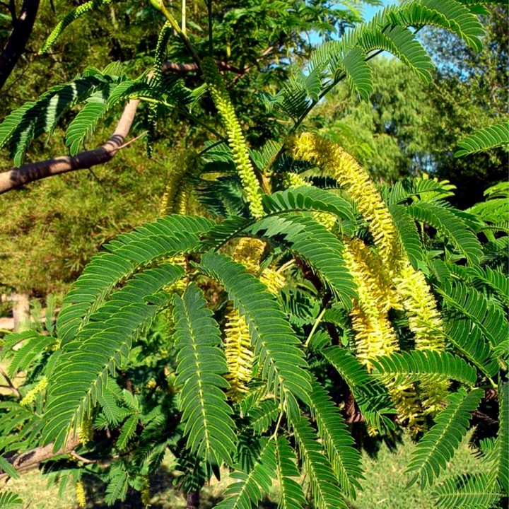Muda Angico Amarelo - Parapiptadenia rigida