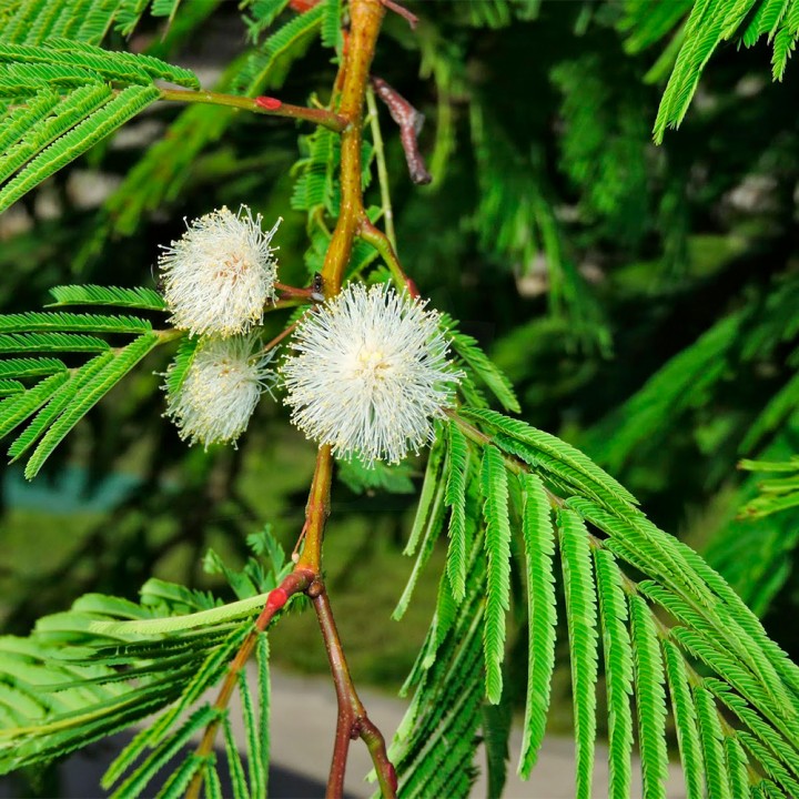 Muda Angico Branco - Anadenanthera colubrina