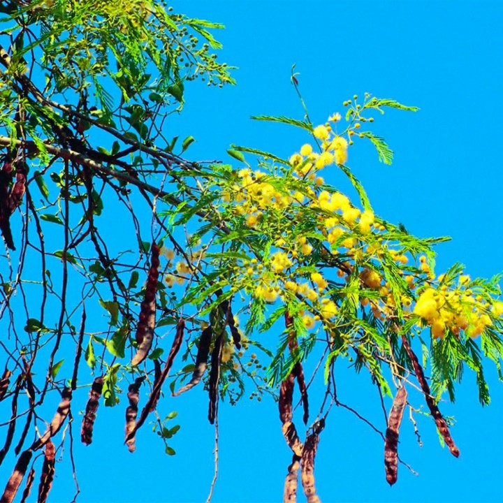 Muda Angico Vermelho - Anadenanthera macrocarpa
