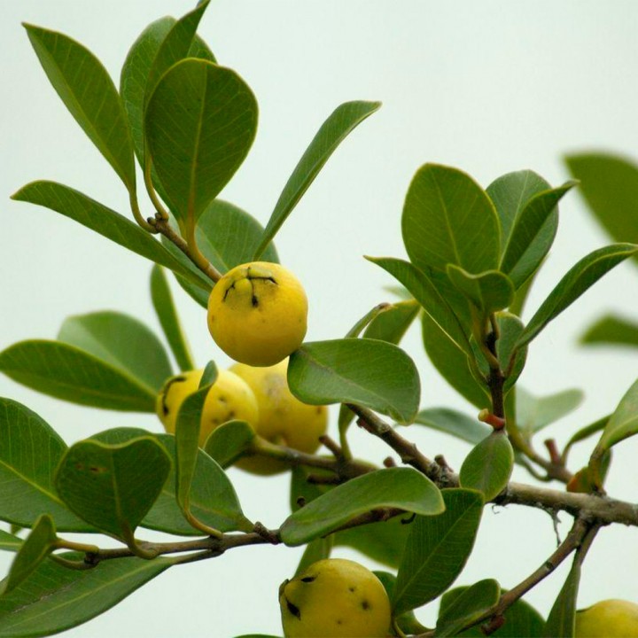 Muda Araçá Amarelo - Psidium cattleianum