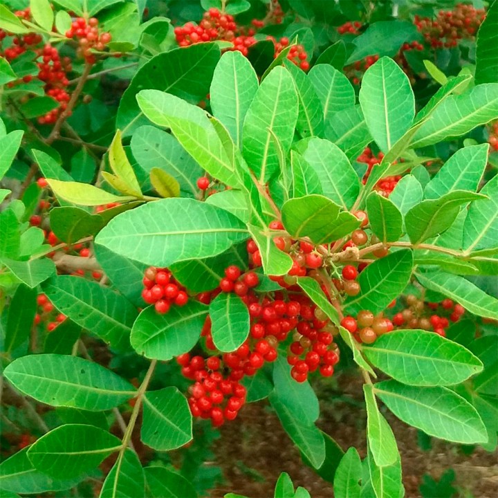 Muda Aroeira Pimenta - Schinus terebinthifolia