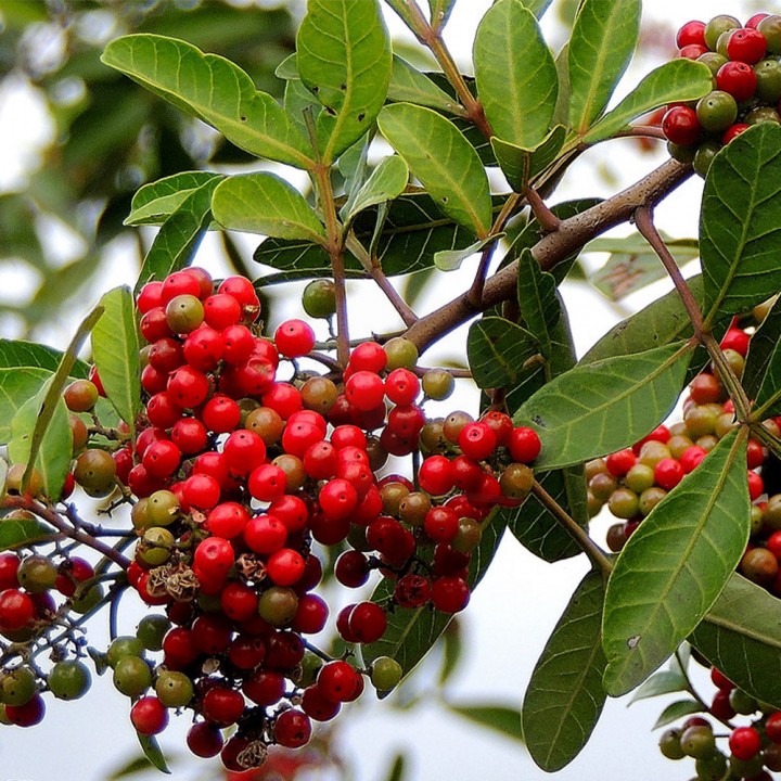 Muda Aroeira Pimenteira - Schinus terebinthifolia
