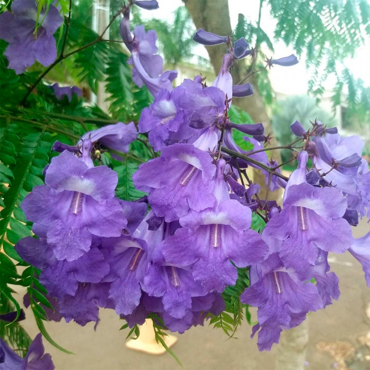 Muda Caroba - Jacaranda cuspidifolia