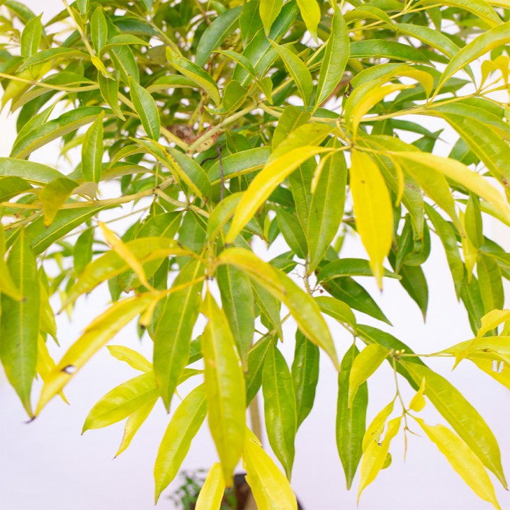 Muda Chá de Bugre - Cordia Salicifolia