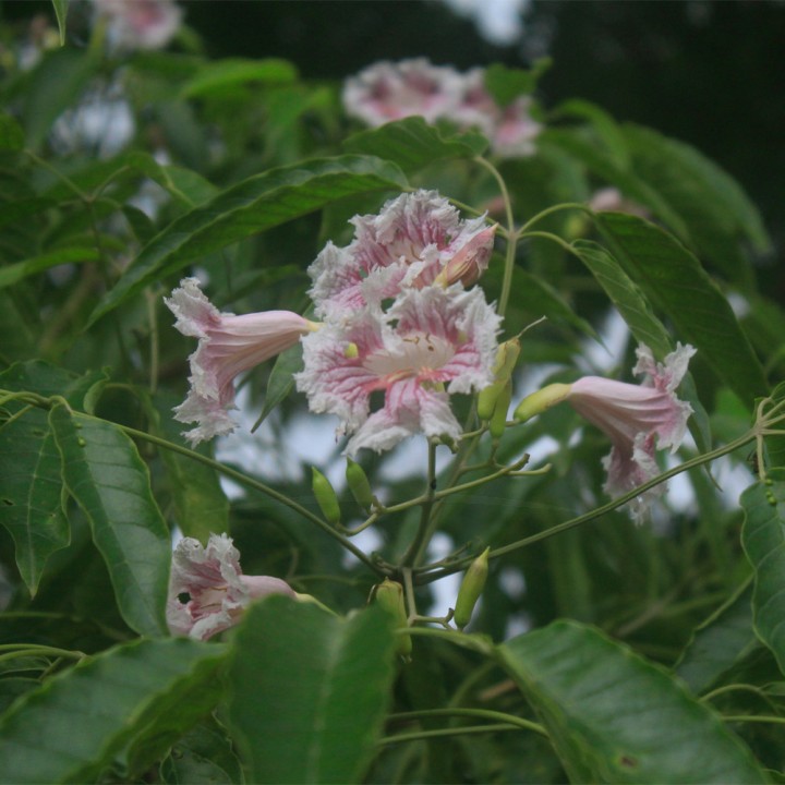 Muda Cinco Folhas - Sparattosperma leucanthum