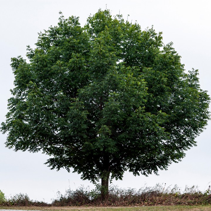 Muda Copáiba - Copaifera langsdorffii