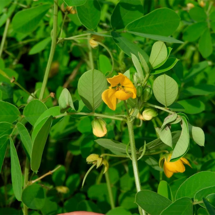 Muda Fedegoso - Senna obtusifolia