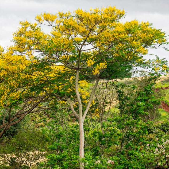 Muda Guapuruvu - Schizolobium parahyba