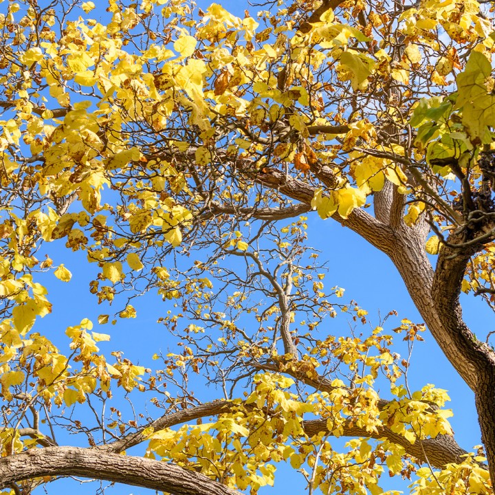 Muda Ipê Amarelo - Tabebuia chrysotricha