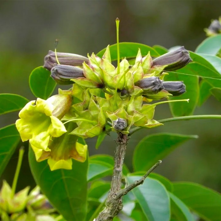 Muda Ipê Verde - Cybistax antisyphilitica