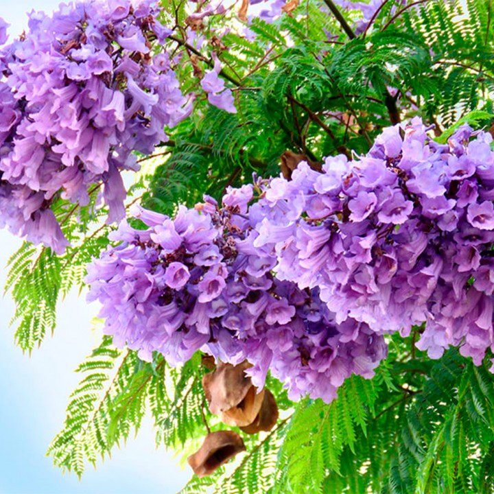 Muda Jacarandá Mimoso - Jacarandá mimosifolia