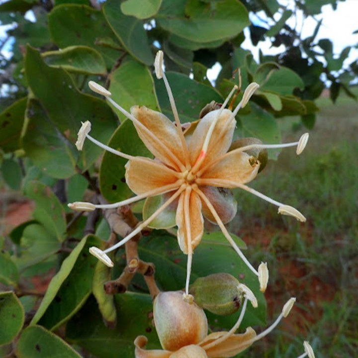 Muda Jatobá - Hymenaea courbaril