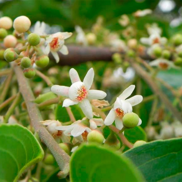 Muda Jequitibá - Cariniana estrellensis