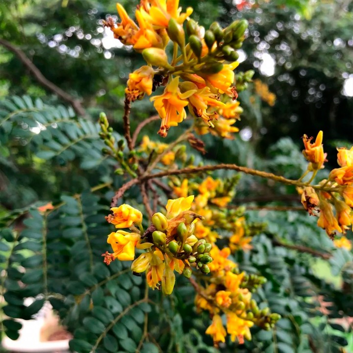 Muda Pau Ferro - Caesalpinia ferrea