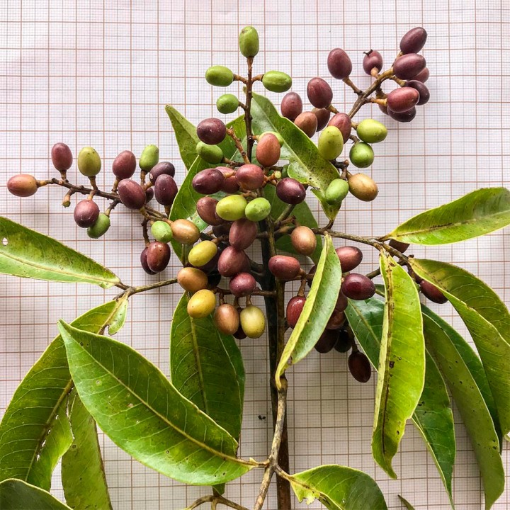 Muda Pau Pombo - Tapirira guianensis