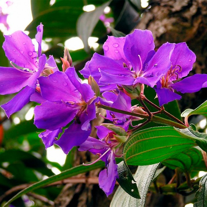 Muda Quaresmeira - Tibouchina granulosa