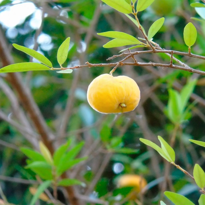 Muda Uvaia - Eugenia pyriformis