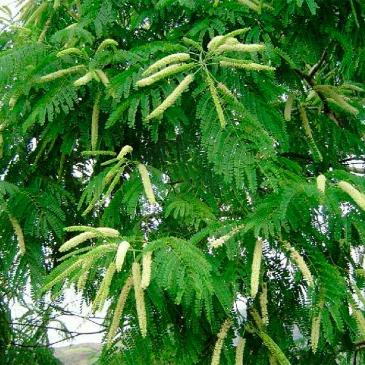 Muda Vinhático - Plathymenia foliolosa