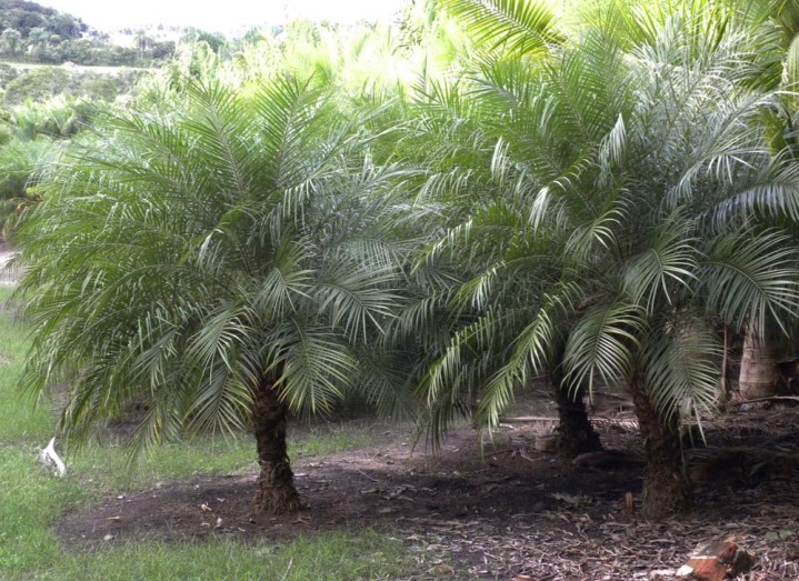 Palmeira Fênix – Phoenix roebelenii
