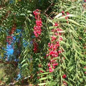 Muda Aroeira - Schinus molle