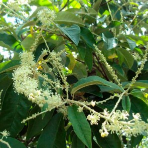 Muda Capixingui - Croton floribundus