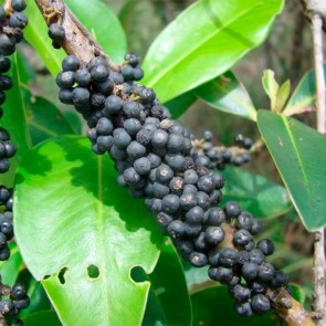 Muda Capororoca Branca - Rapanea gardneriana