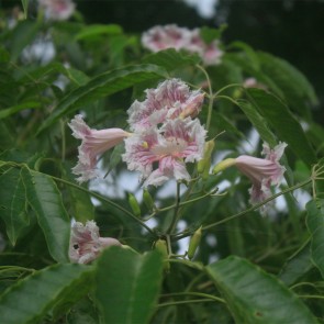 Muda Cinco Folhas - Sparattosperma leucanthum