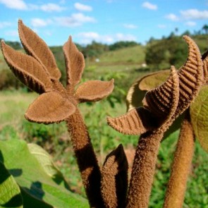 Muda Ipê Preto - Handroanthus heptaphyllus