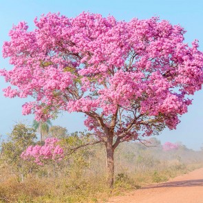 Muda Ipê Roxo - Handroanthus impetiginosus