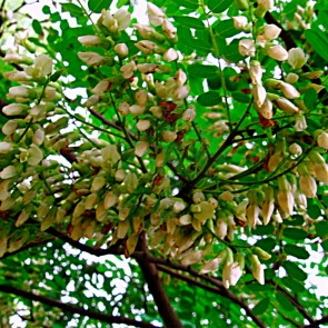Muda Jacarandá Cabiuna - Dalbergia nigra