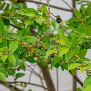 Muda Mutamba - Guazuma ulmifolia