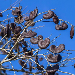 Muda Orelha de Nego - Enterolobium contortisiliquum